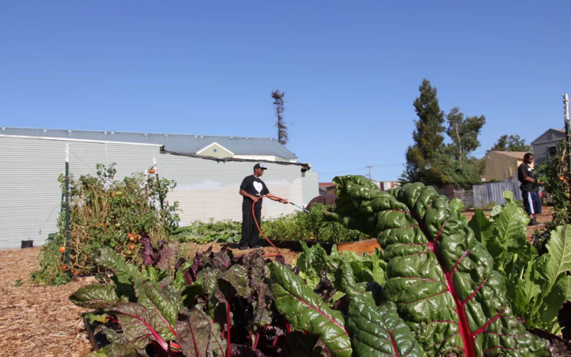 Worker waters greens at West Oakland Farms