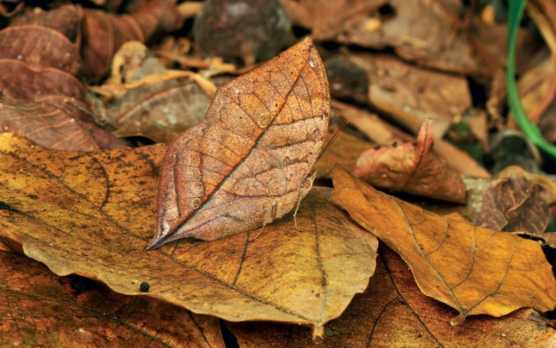 Orange Oakleaf