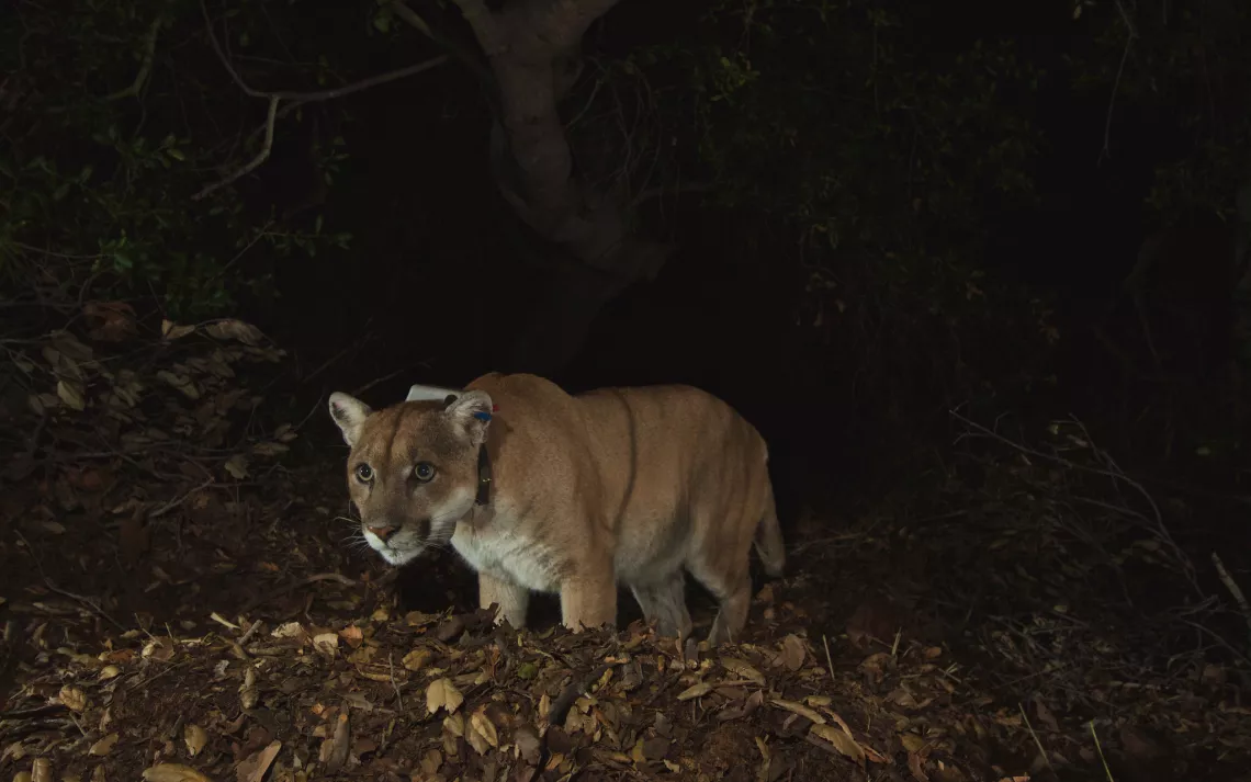 P-22, captured by a remote camera in the Santa Monica Mountains.