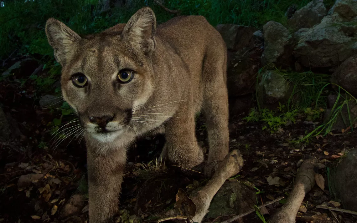 P-33, a young female, at a kill site an hour before her brother and mother.