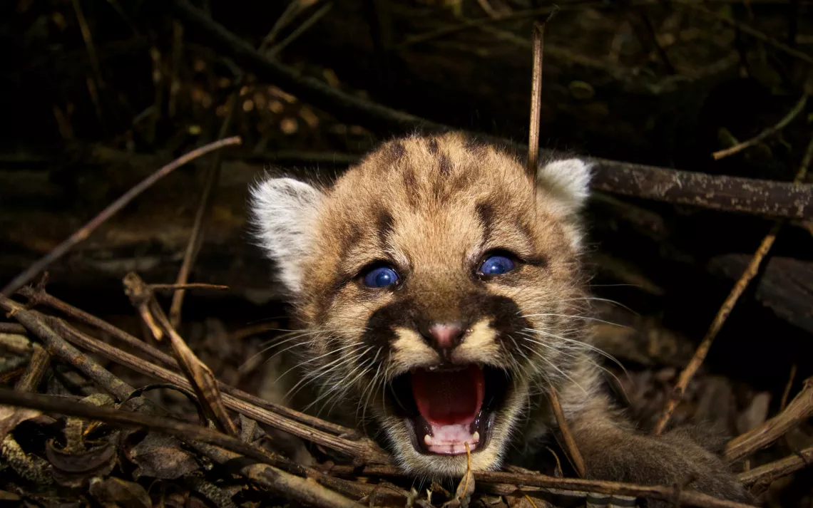 Kitten P-44 resides on a nearby mountain range.