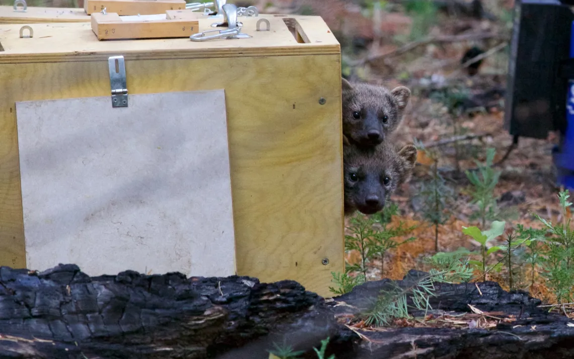 Rescued Fisher kits