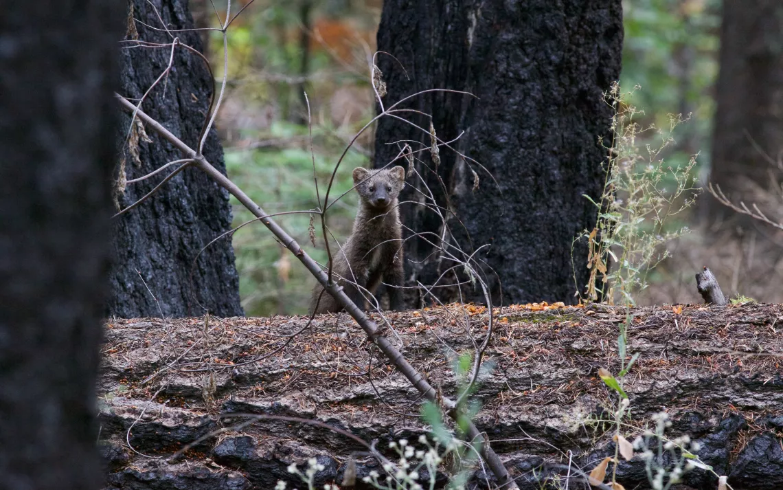 Fisher in Yosemite National Park