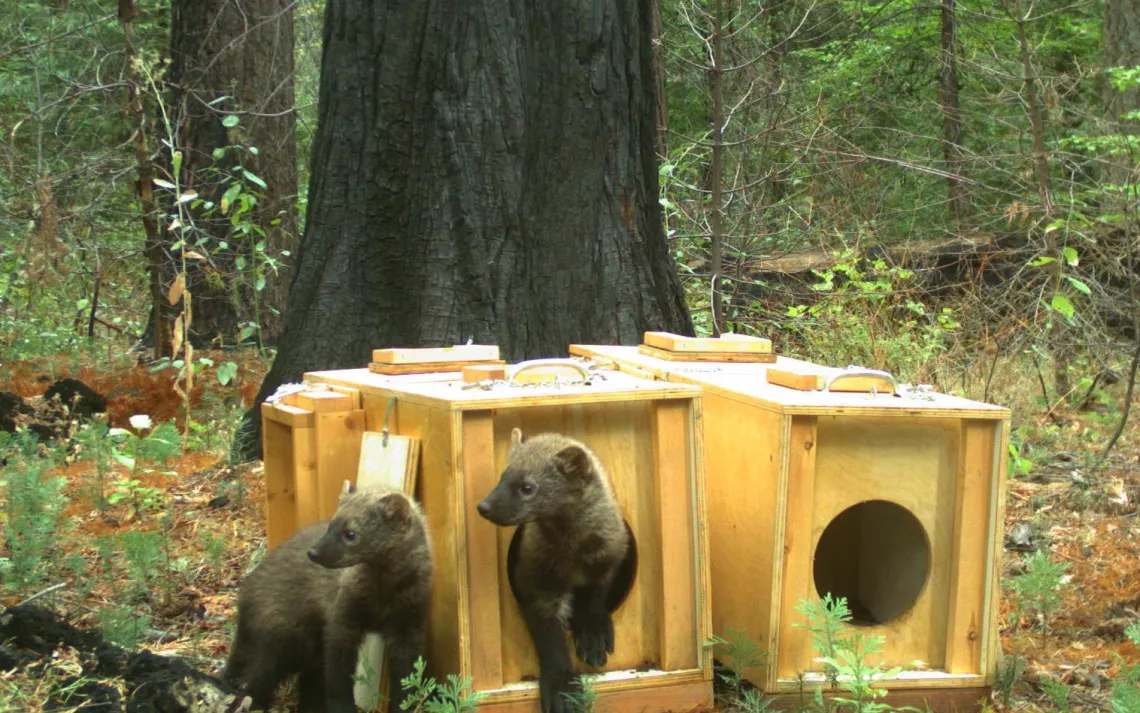 Orphaned Fisher kits