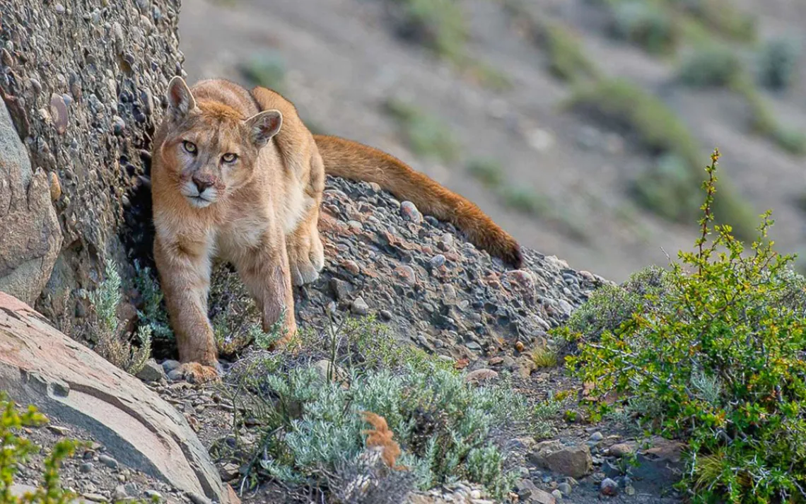 Puma