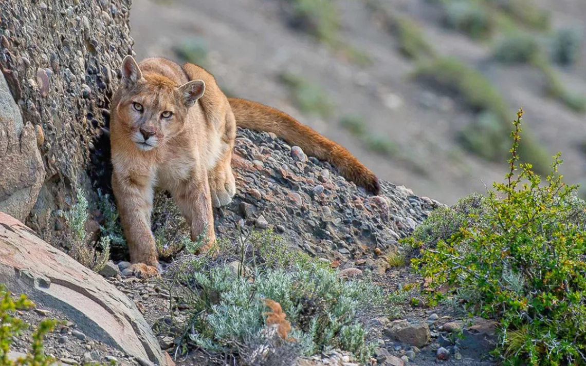Puma