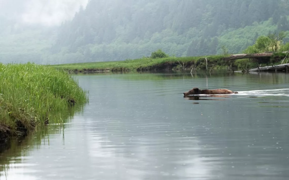 A bear swims across an estuary in the Great Bear Rainforest.