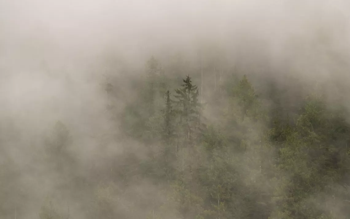Eighty-five percent of the Great Bear Rainforest was officially protected from commercial logging in 2016. Seven months later, the GBR became part of the Queen’s Commonwealth Canopy, which aims to establish a global network of protected woodland.