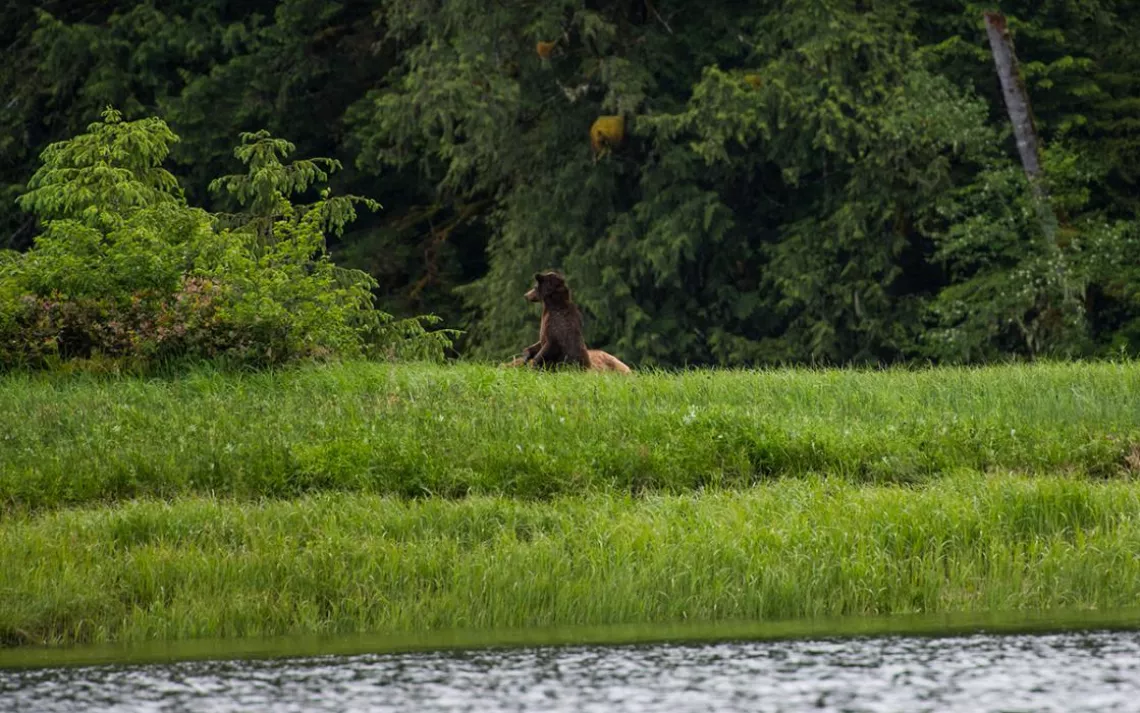 After appearing to mate three times, this female seems concerned when another female—potentially her sister—approaches too closely. Grizzly pairs may remain together for days, or even several weeks, though females are known to mate with as many as eight m