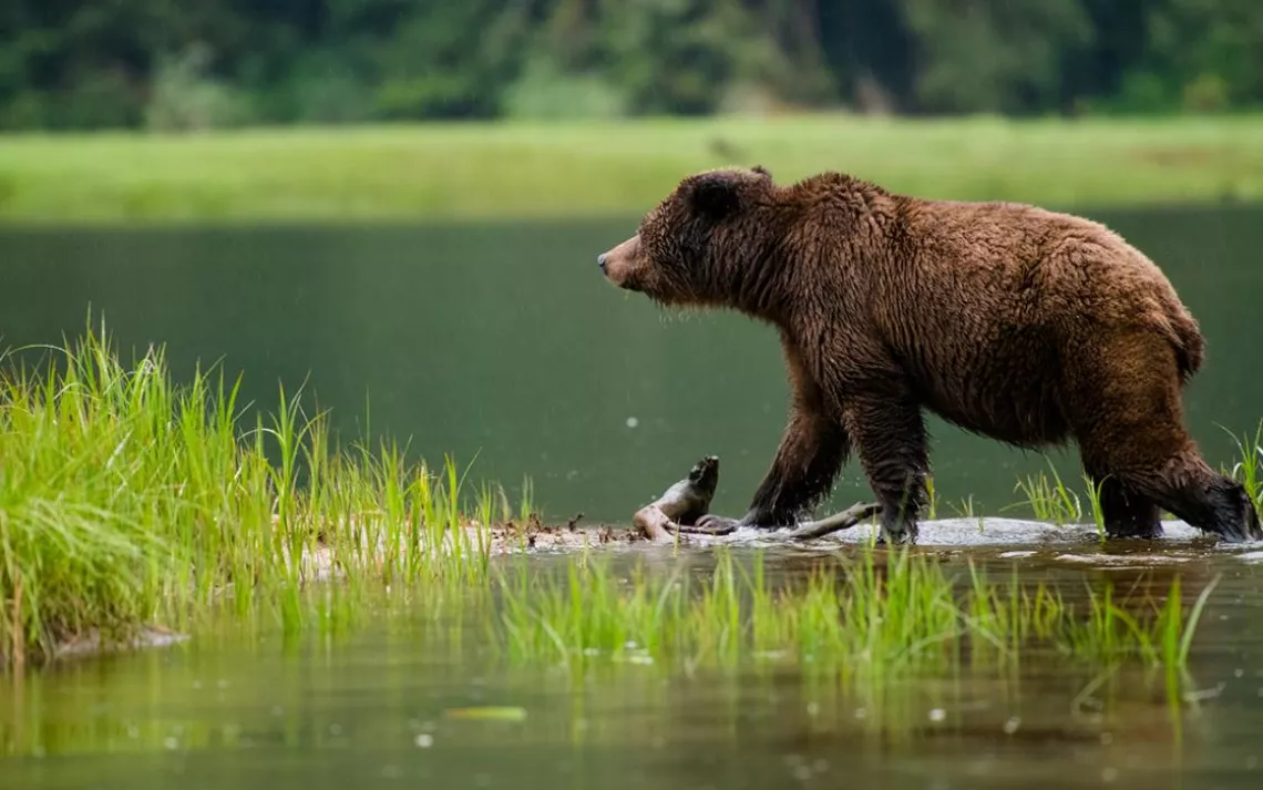 “The bears usually don’t pay us any mind,” says Rivest, who began giving bear tours 25 years ago while living out of a tent. “We know almost all of them and their unique behaviors pretty well.”