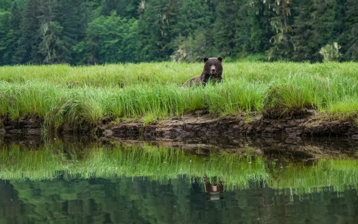 Bears in the southern Great Bear Rainforest 