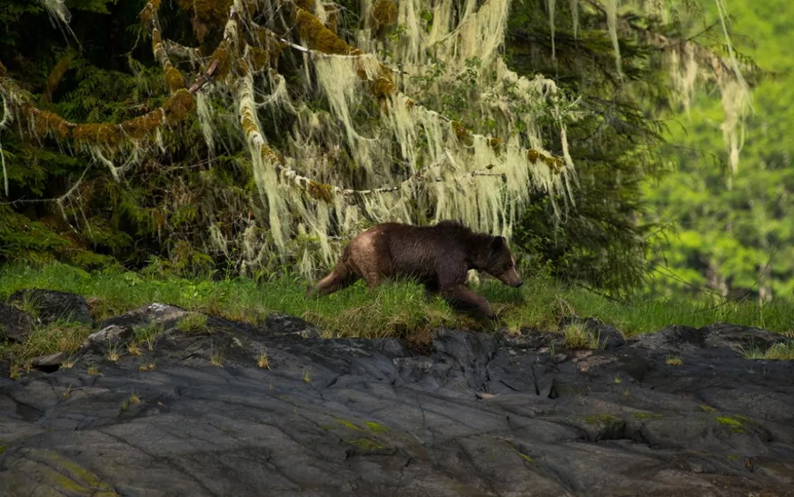 Great Bear Lodge Tour guides named this grizzly Lola. Here she is on the hunt for a mate, having swum across an estuary twice and dashed up and down its rocky shore and through the grass.
