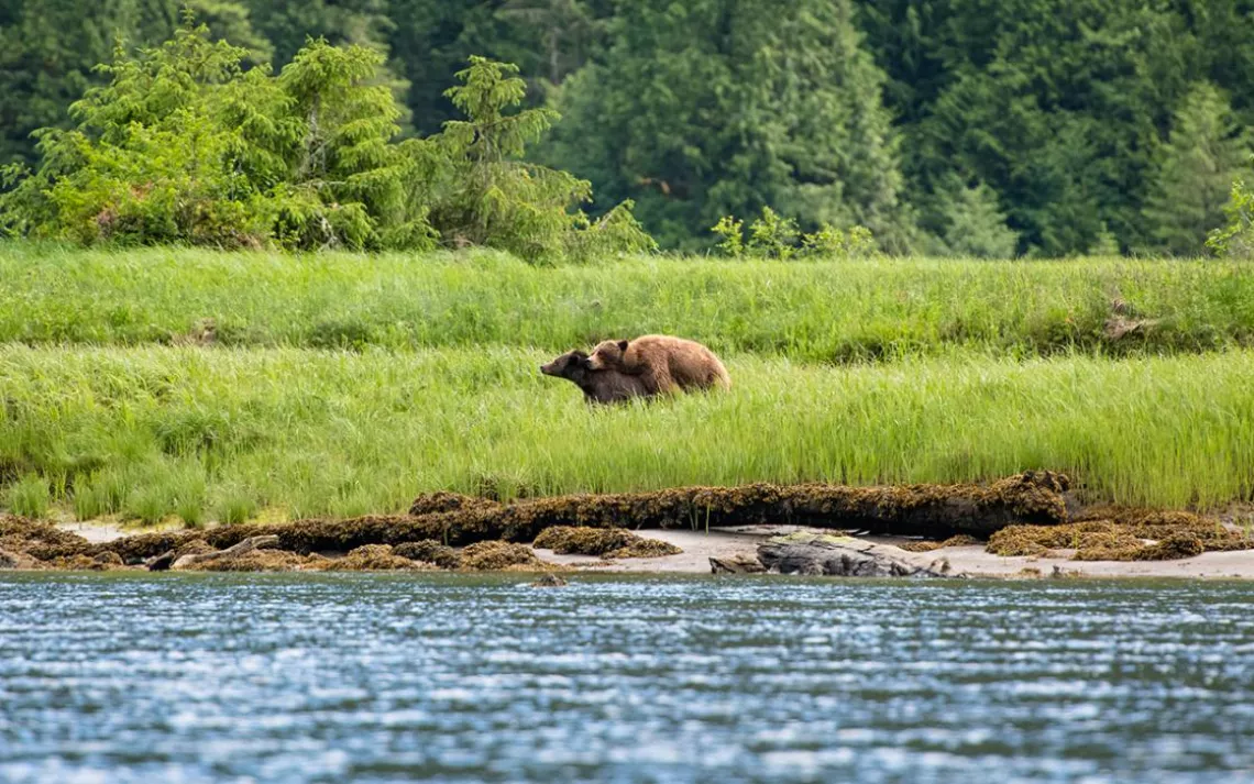 Though most people come to the Great Bear Rainforest to view bears during the autumn's salmon runs, spring is when the bears display the most activity.