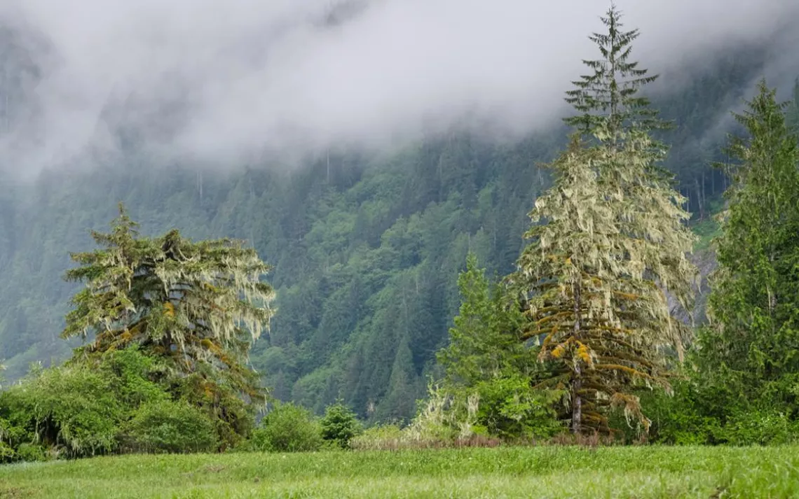 The Great Bear Rainforest, located in the Chilcotin region of British Columbia's central coast, is part of the largest coastal temperate rainforest in the world.
