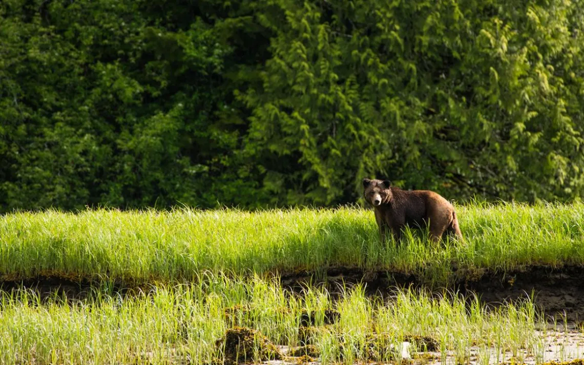 “Grizzlies originally lived in open environments, which is why they defend when surprised,” explains one Great Bear Lodge guide. “Black bears have always lived in the woods, which is why they are more likely to run and hide.”
