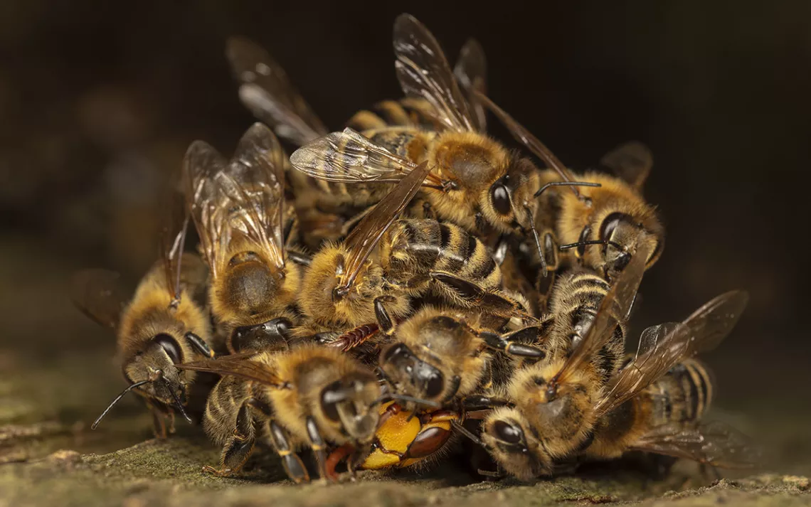 A team of honeybees forms a ball around a murder-minded hornet, heating the air around it until it dies of hyperthermia and asphyxiation. 