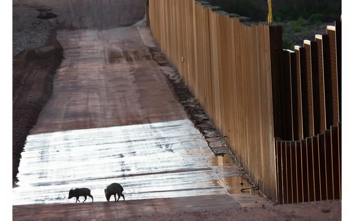 Existing barriers and fencing along the U.S.-Mexico border are already disrupting the lives of birds and animals, including threatened or endangered species like bison and jaguar. Here, a pair of javelinas find themselves up against the wall. | Photo by K