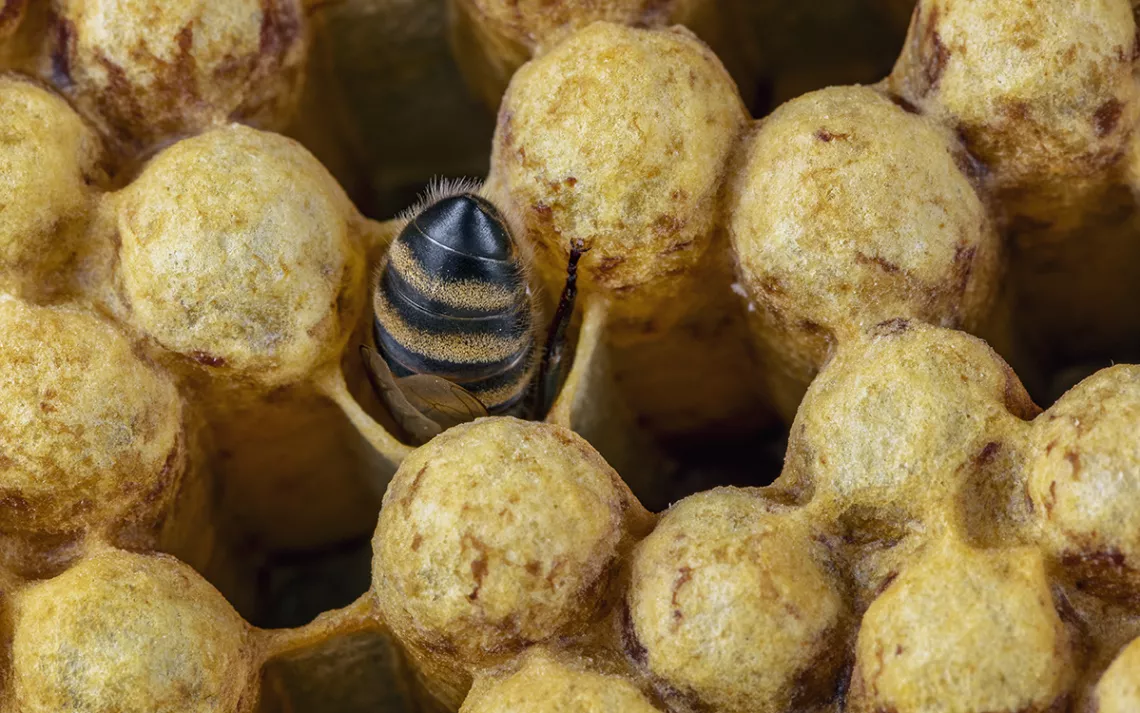 The butt of a honeybee drone pokes out from an empty brood comb, in a field of golden sealed brood chambers.