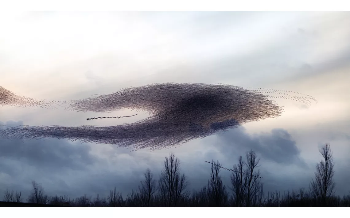 A flock of starlings flying over a forest, being split in two by the advance of a sparrowhawk.