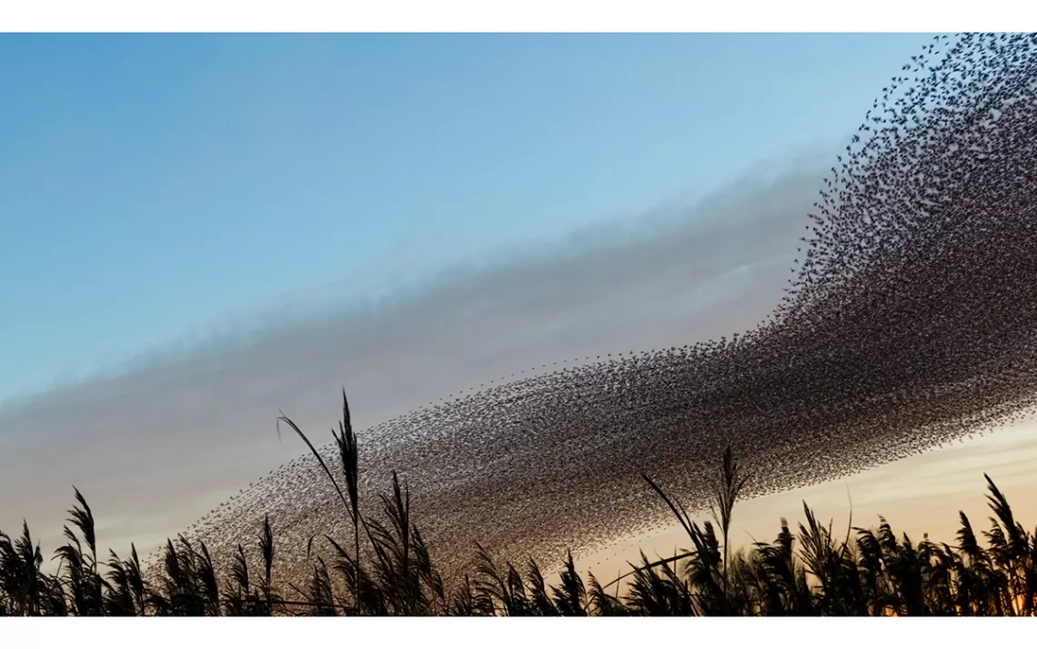 A thick ribbon of starlings against a blue sky and silhouetted reeds.