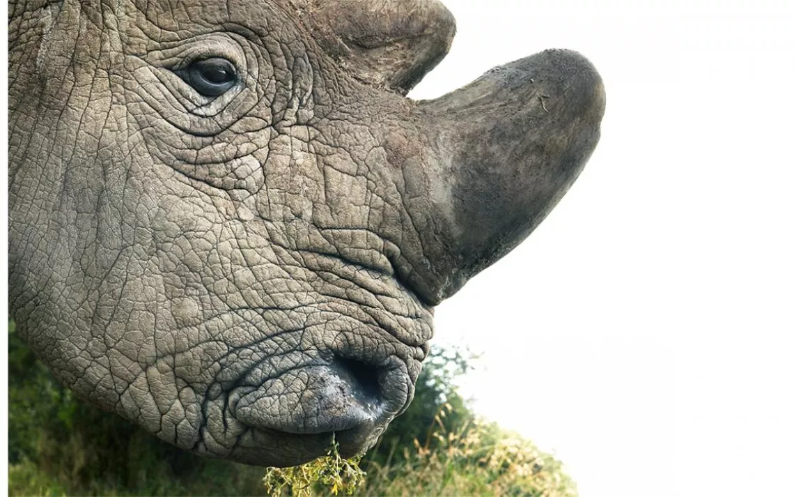 The world’s last male northern white rhinoceros before it died in March