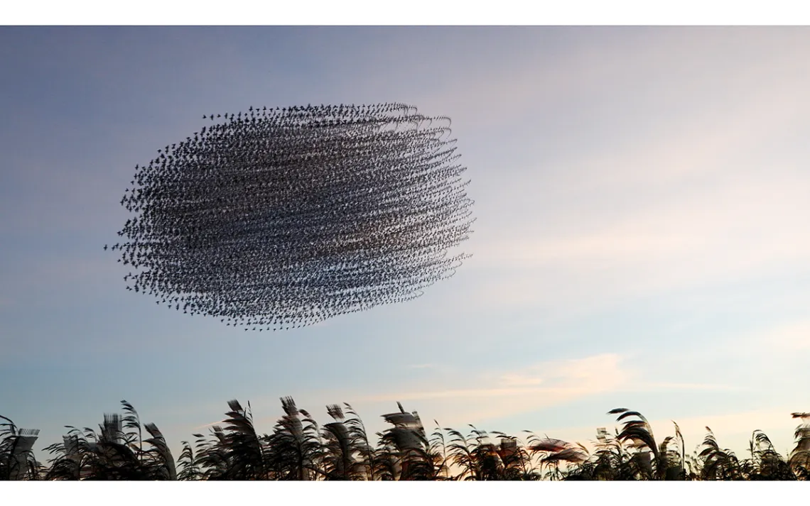 A flock of starlings flies undisturbed towards its roost, forming a black oval against the setting sun.