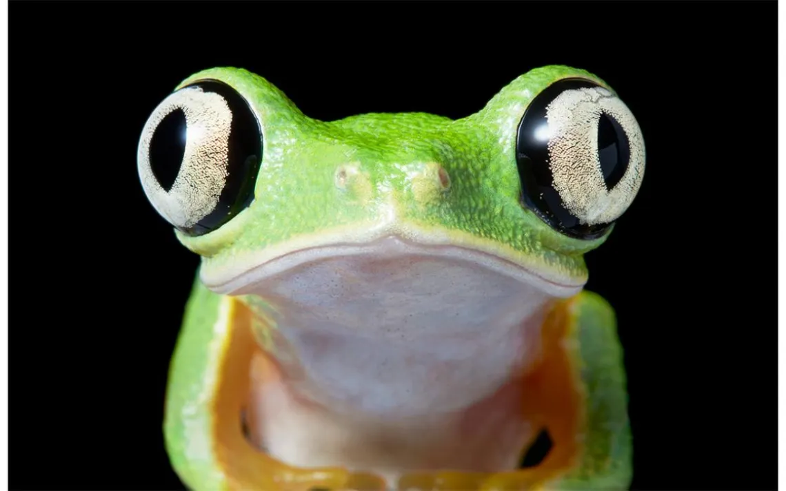 Lemur leaf frog