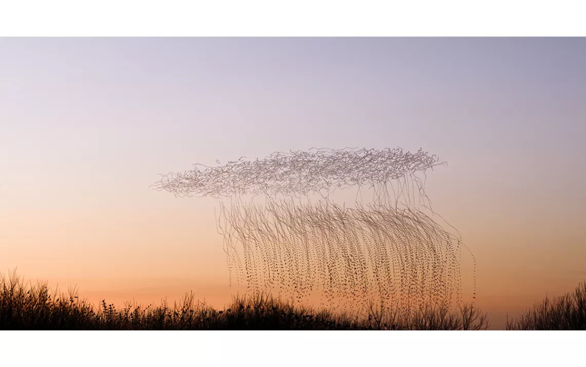A UFO-like tangle oval of starlings hovering in front of a setting sun, with the flight trails of starlings descending from the the flock to the forest below. 