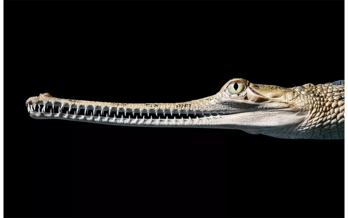 Indian gharial 