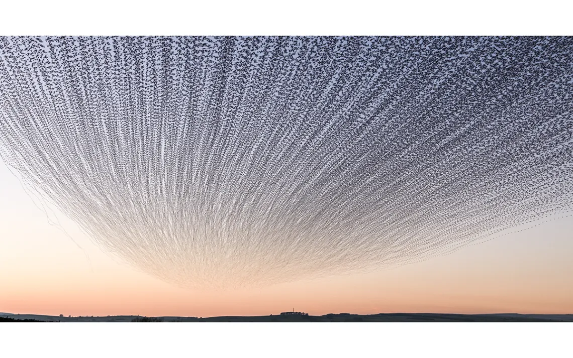 A flock of starlings fanning overhead, flying towards the horizon, and the setting sun.