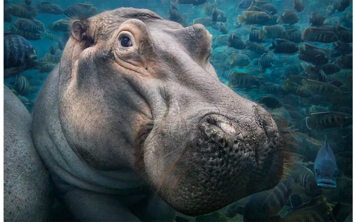 Hippopotamus 