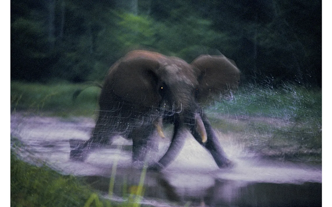Michael Nichols's WILD: A Frenetic Look Into the Animal Kingdom