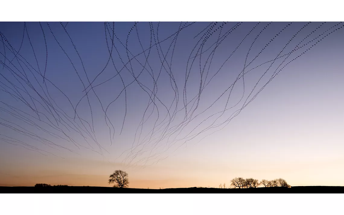 Thin trails of starlings moving against a blue-orange sky at sunset. 