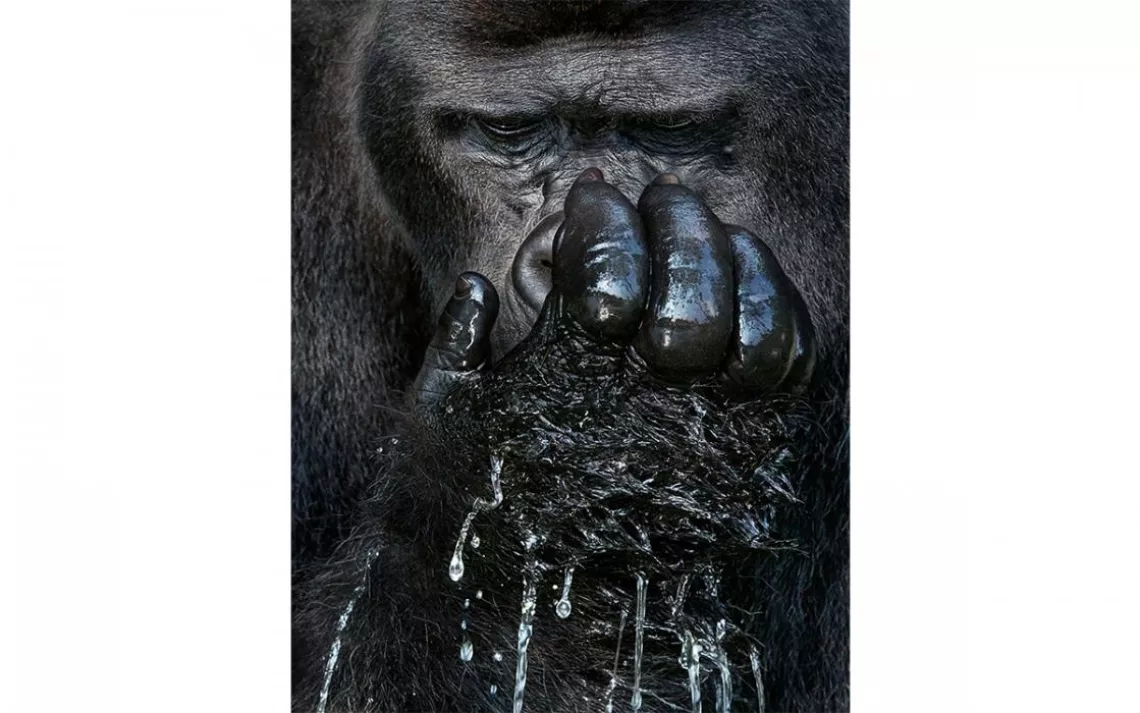 Djala, a western lowland gorilla