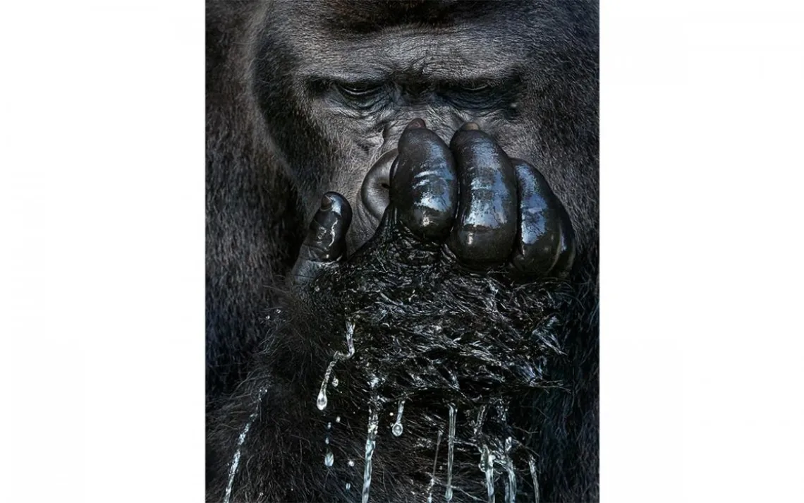 Djala, a western lowland gorilla