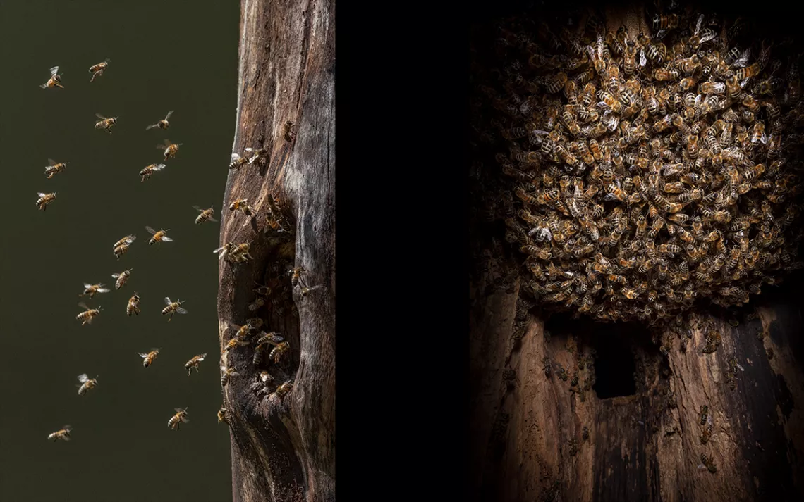 Honeybees flying in the direction of a tree cavity. Some have arrived at the cavity and are crawling inside. 