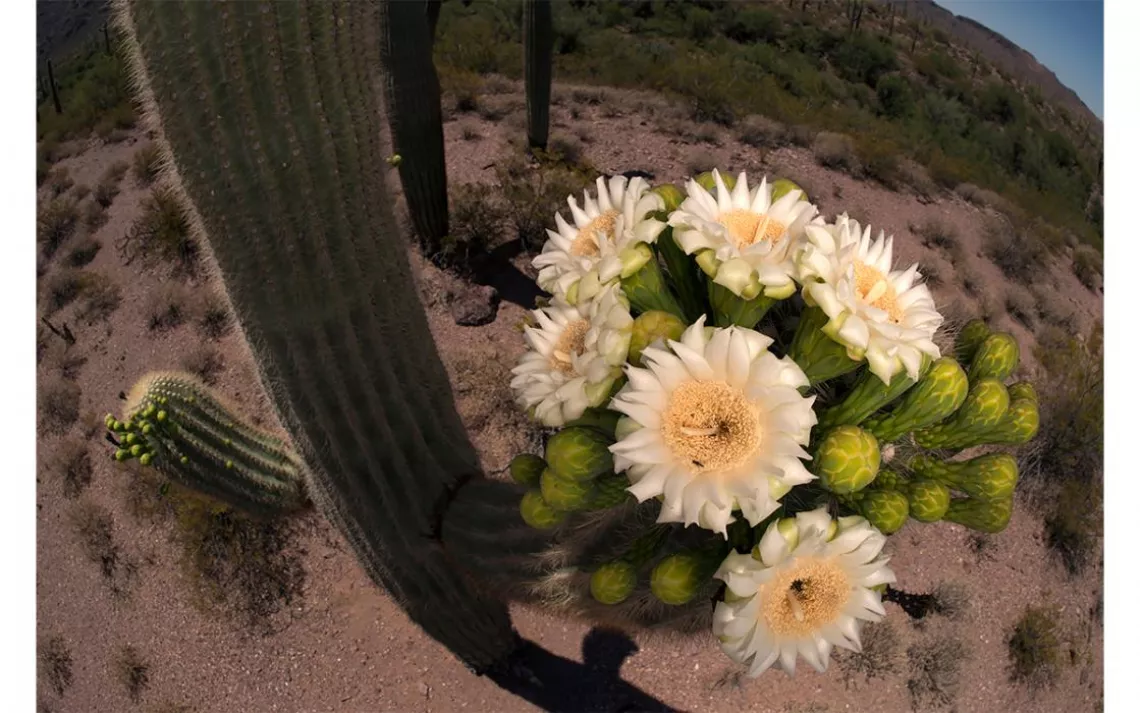 Arizona’s iconic saguaro cactus blooms from April to June. The flowers open at night and are pollinated by bats; the flowers can be viewed during the cool mornings but then close when the day heats up. Saguaro grow in Arizona’s Sonoran Desert and well sou