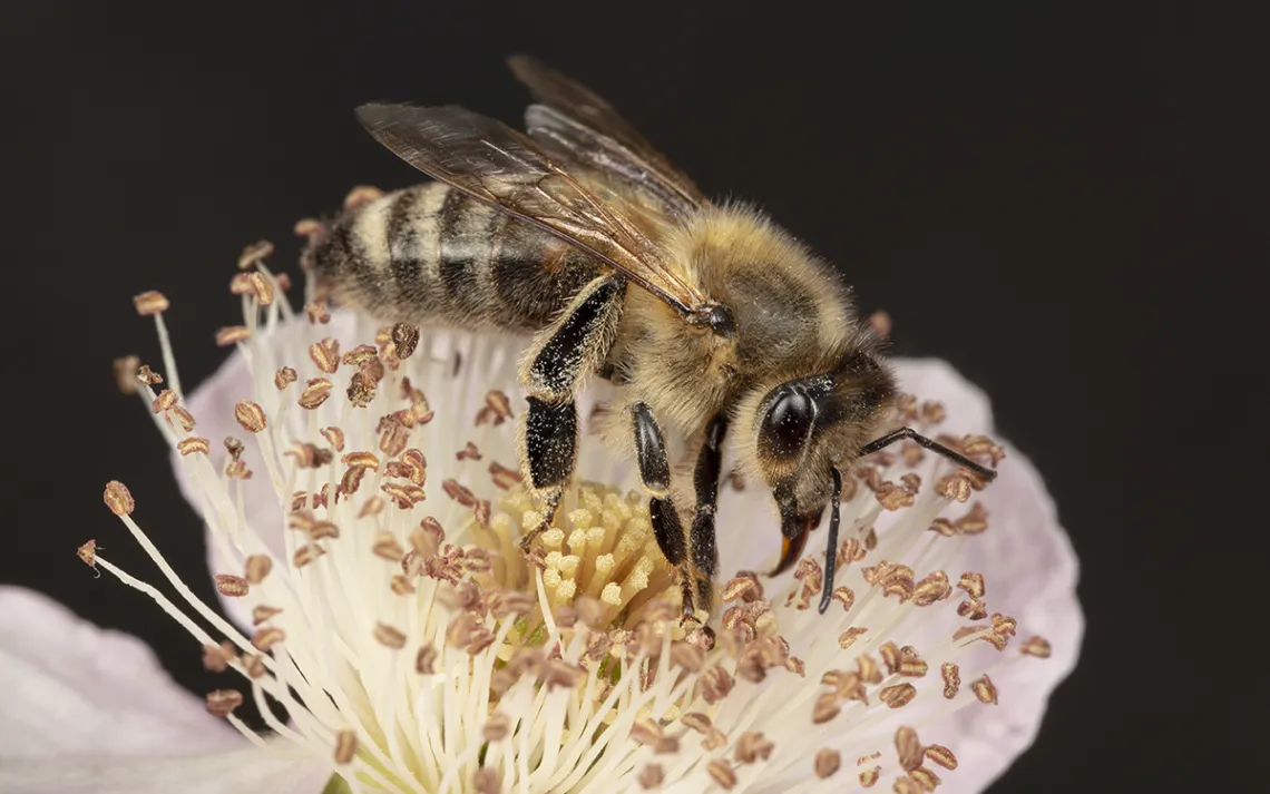 Honeybee dusted with yellow pollen standing in the middle of a spiky white flower 