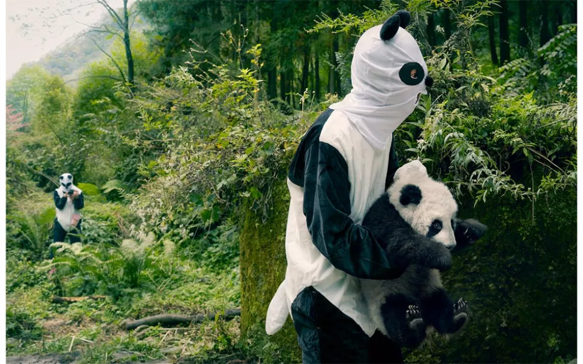 The reintroduction of a panda cub into the wild