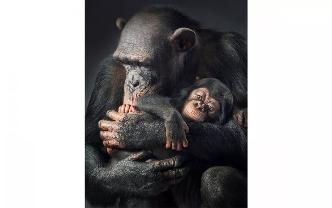 Chimpanzee Ruma with child