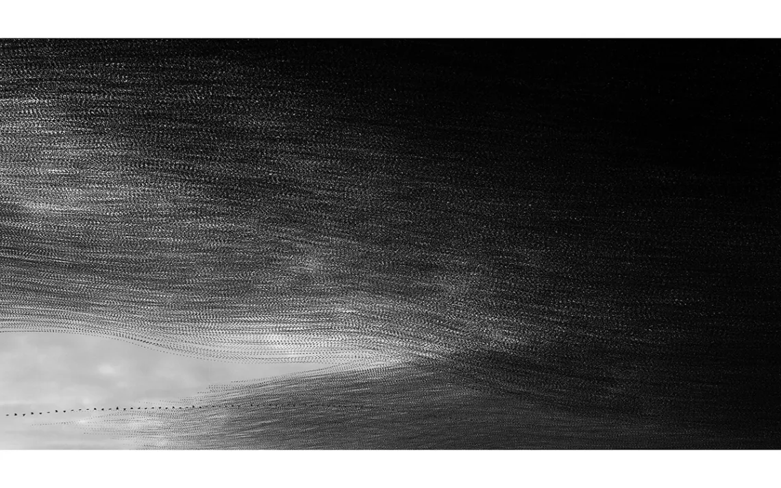 Flock of starlings against a white sky, flying so thick that the sky is almost black.