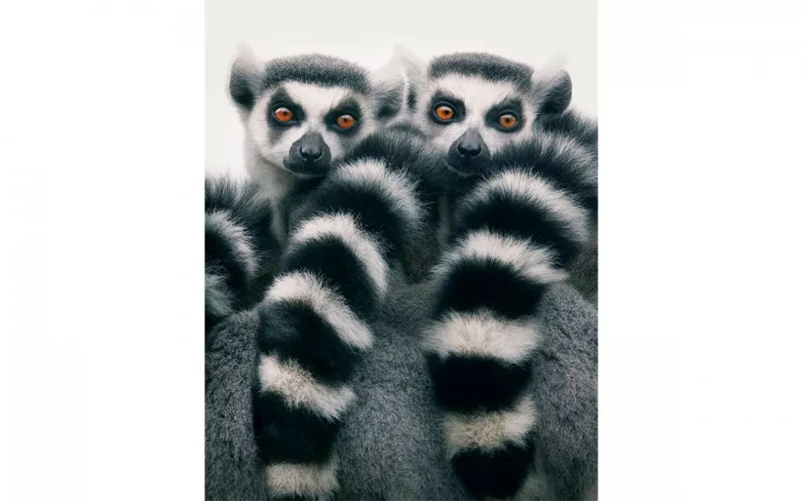 Ring-tailed lemurs