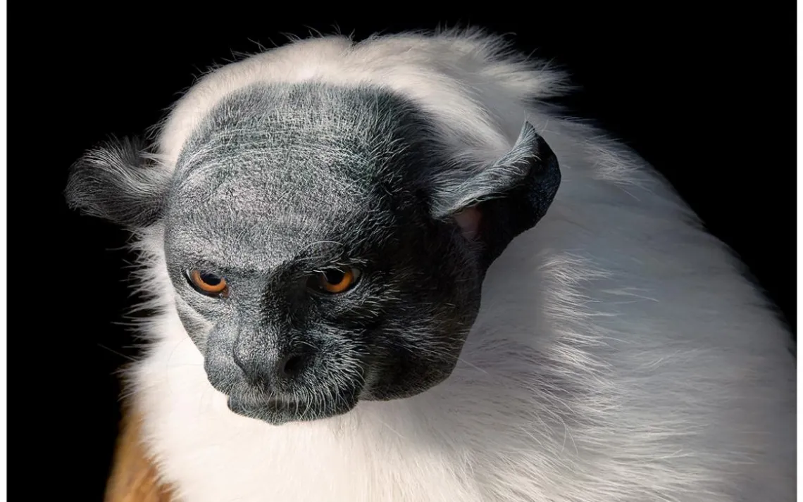 Pied tamarin