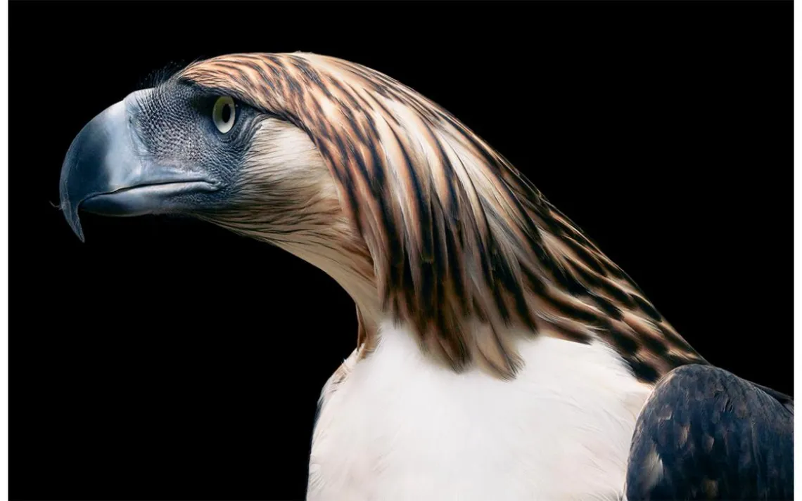 Philippine eagle