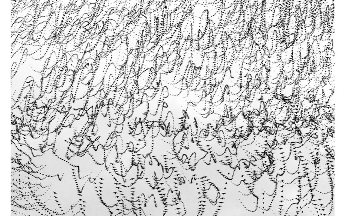 The flight paths of birds moving in cursive squiggles against a white background. 