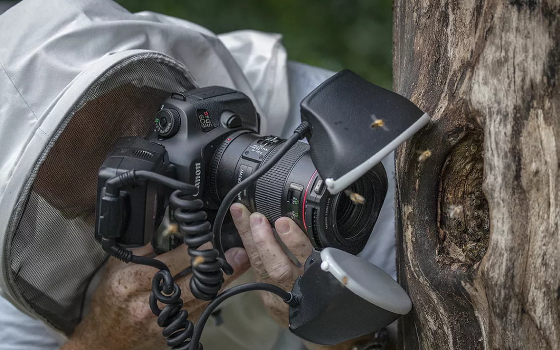 A human figure in full beekeeping hood holds a massive digital camera up to a hole in a tree that has bees flying out of it.