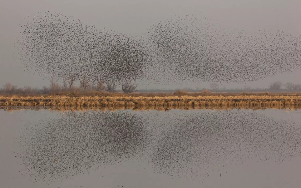 Starling flock