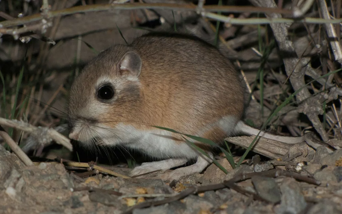 Giant Kangaroo Rat