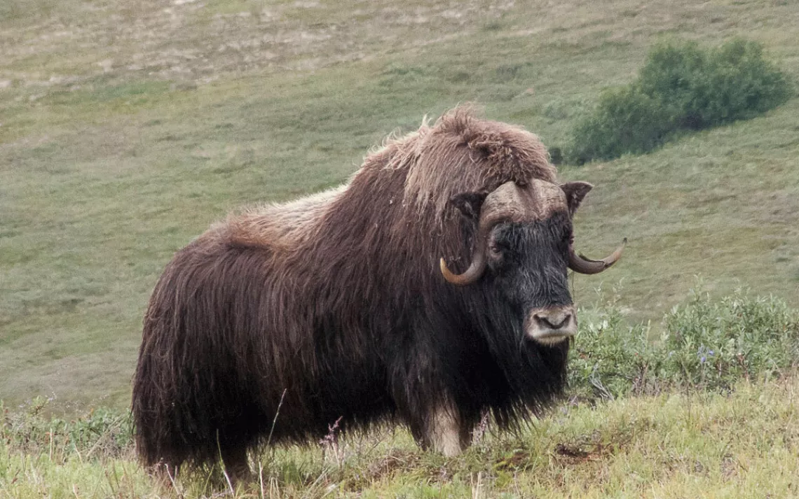 Bull Muskox