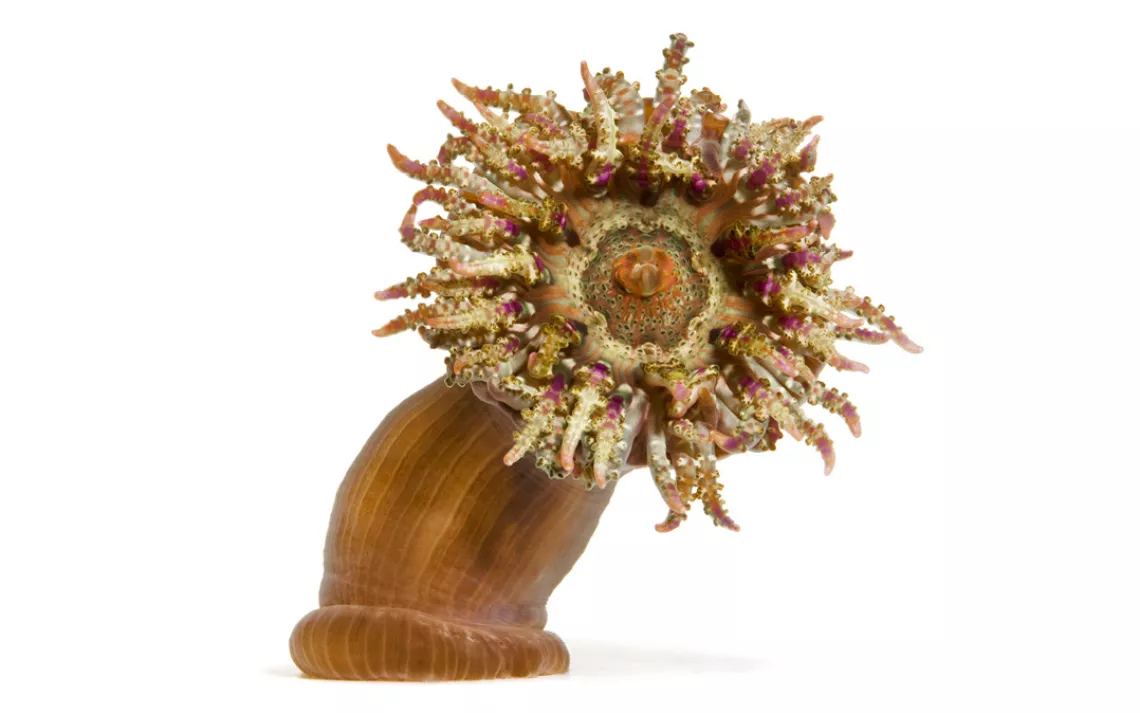 Susan Middleton, Spineless, Frilled Anemone